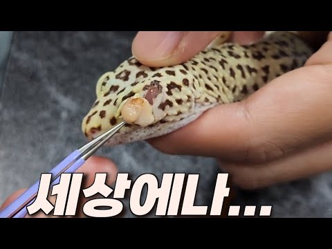 맙소사..!!!역대급 고름이 뽑혔습니다.학생이 돈이랑 같이 두고갔는데....