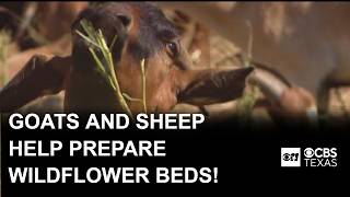 YouTube video thumbnail: How Goats and Sheep Are Helping the Northaven Trail Get Ready for Spring