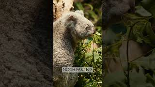 Koala: Bedrohter Wärmeprofi