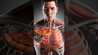 Pizza Digestion Visualized 🍕 #anatomy #humanbody #digestivesystem #3Danimation #science #pizza