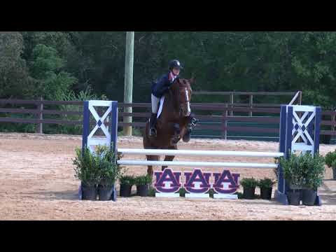 Auburn Equestrian defeats No 7 Baylor Bears