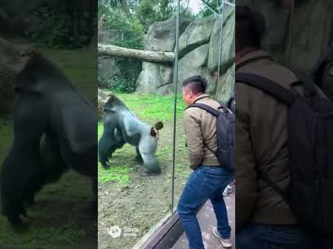 Don’t Challenge a Silverback… Ever 😭🦍 #ai #cat #funny