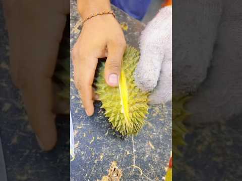 Jagan ketipu Bibit durian jelek rasanya nggak enak‼️ #petikdurian #durian #durianmontong