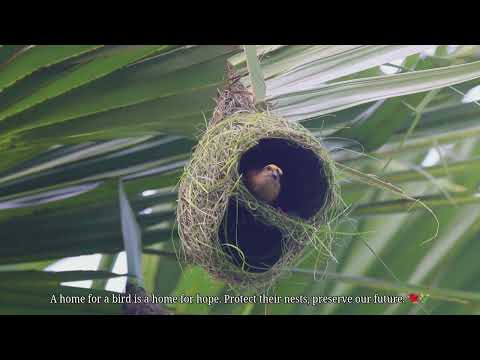 Nature's Aviary Engineers at work🏗️🐦 #weavers  #nature #birdnest #relaxing