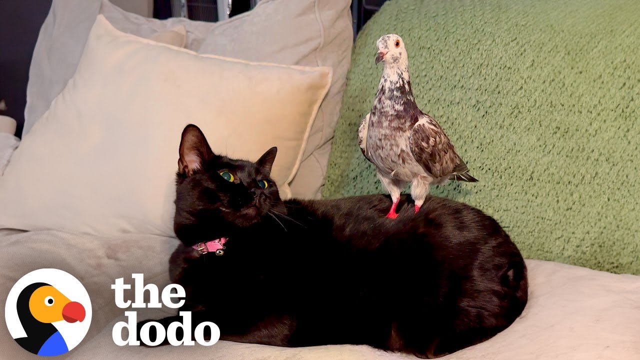 Rescue Pigeon Loves To Massage Her Cat Sisters - The Dodo