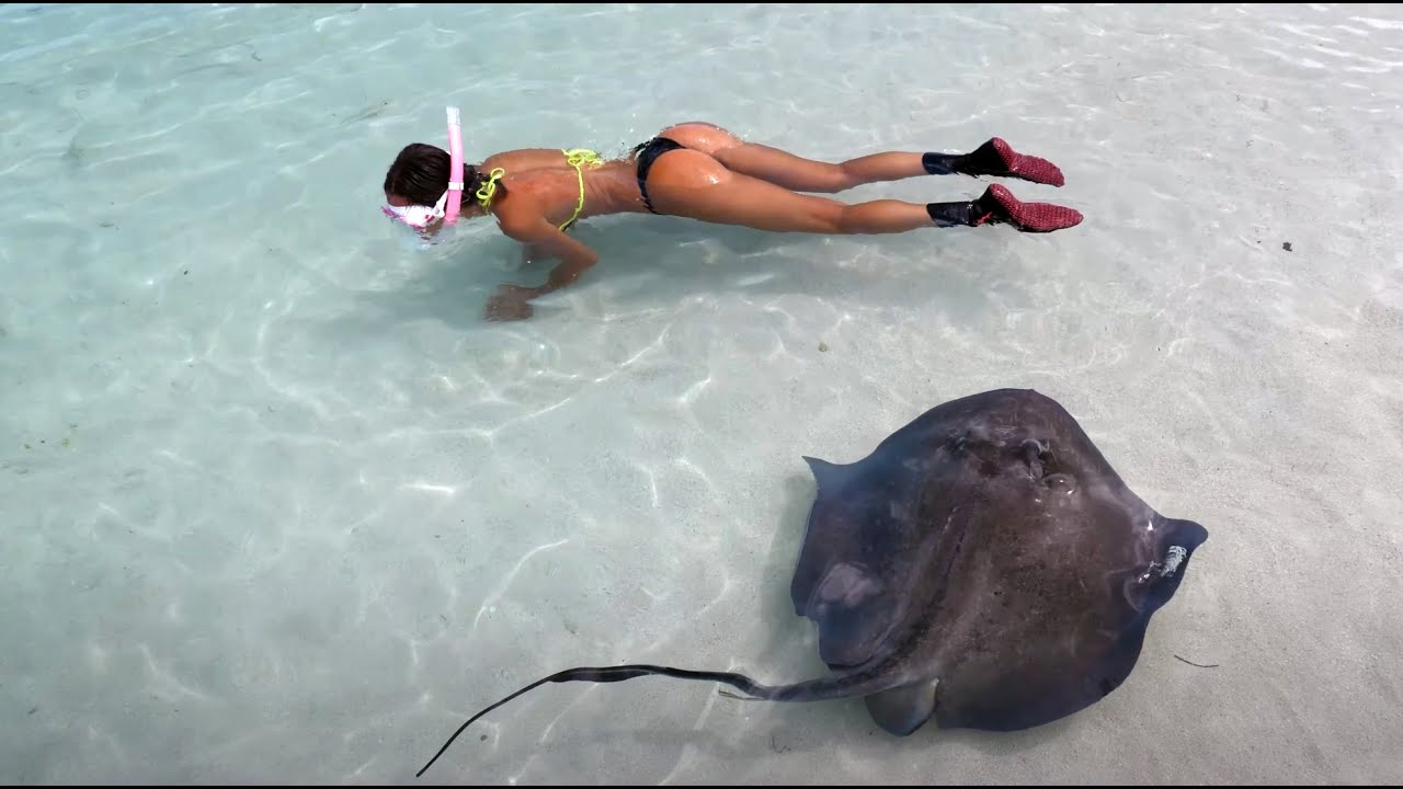 Swimming with SHARKS & Stingrays in the BAHAMAS - Fishing with Luiza