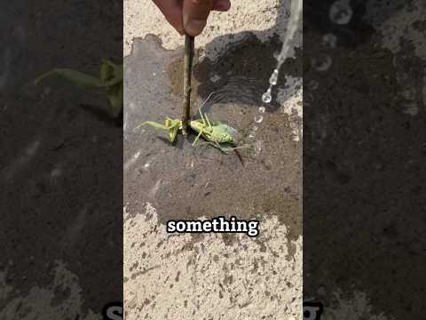 Why is he pouring water on a praying mantis? #shorts
