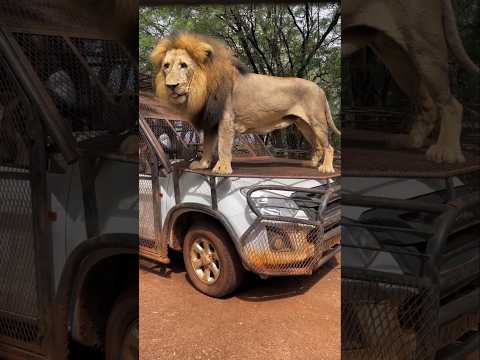 These people were on a jungle safari
