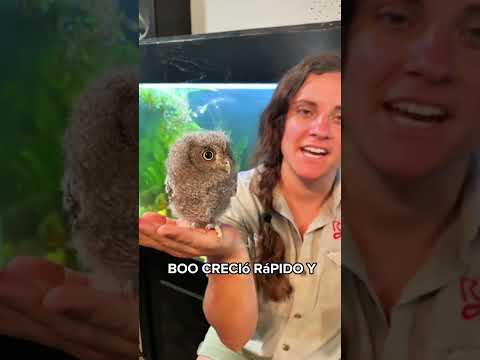 A dog met an owl#animals #Friendship #Us