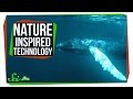 Biomimicry in Technology and Innovation