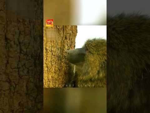 Lion Came For Baboon, But This Happened