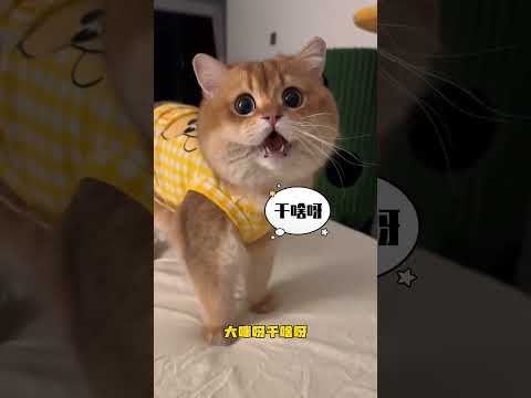 This Cat Won't Stop Copying Its Owner and It's HILARIOUS 😂