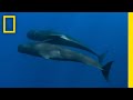Whale Pod Dynamics and Interactions