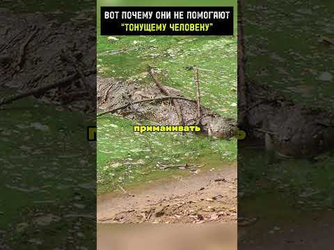 Вот почему они не помогают «тонущему человеку »