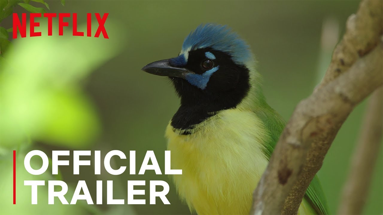 Birders - Uccelli migratori anteprima del trailer