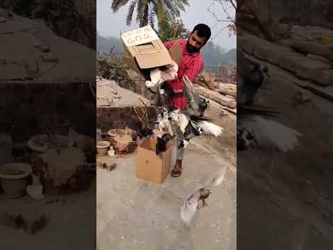 My new fancy aur high_ flying pigeon 🕊️#pigeon#attitude#viral#shorts#video#youtubeshorts