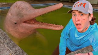 I Found Dolphins in an Abandoned Pool!