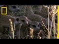 Meerkats and Puff Adders Interaction