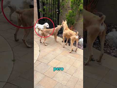 se calmaron en cuanto vieron al pitbull #pitbull #perros
