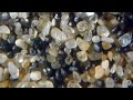 Understanding Marine Sediments