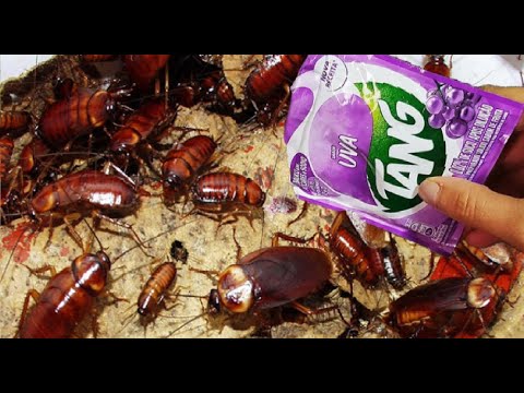 VAI SUMIR POR 12 ANOS FORMIGAS,BARATAS,MURIÇOCA E TODO TIPO DE INSETO!!! use SUCO PÓ😱