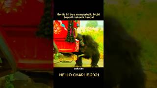 Gorilla ini bisa memperbaiki Mobil seperti mekanik handal #recapfilm #shorts