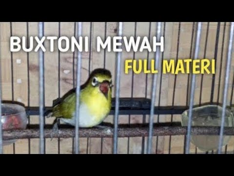 Pleci Buxtoni Gunkar juara 🏆 Mewah Full isian