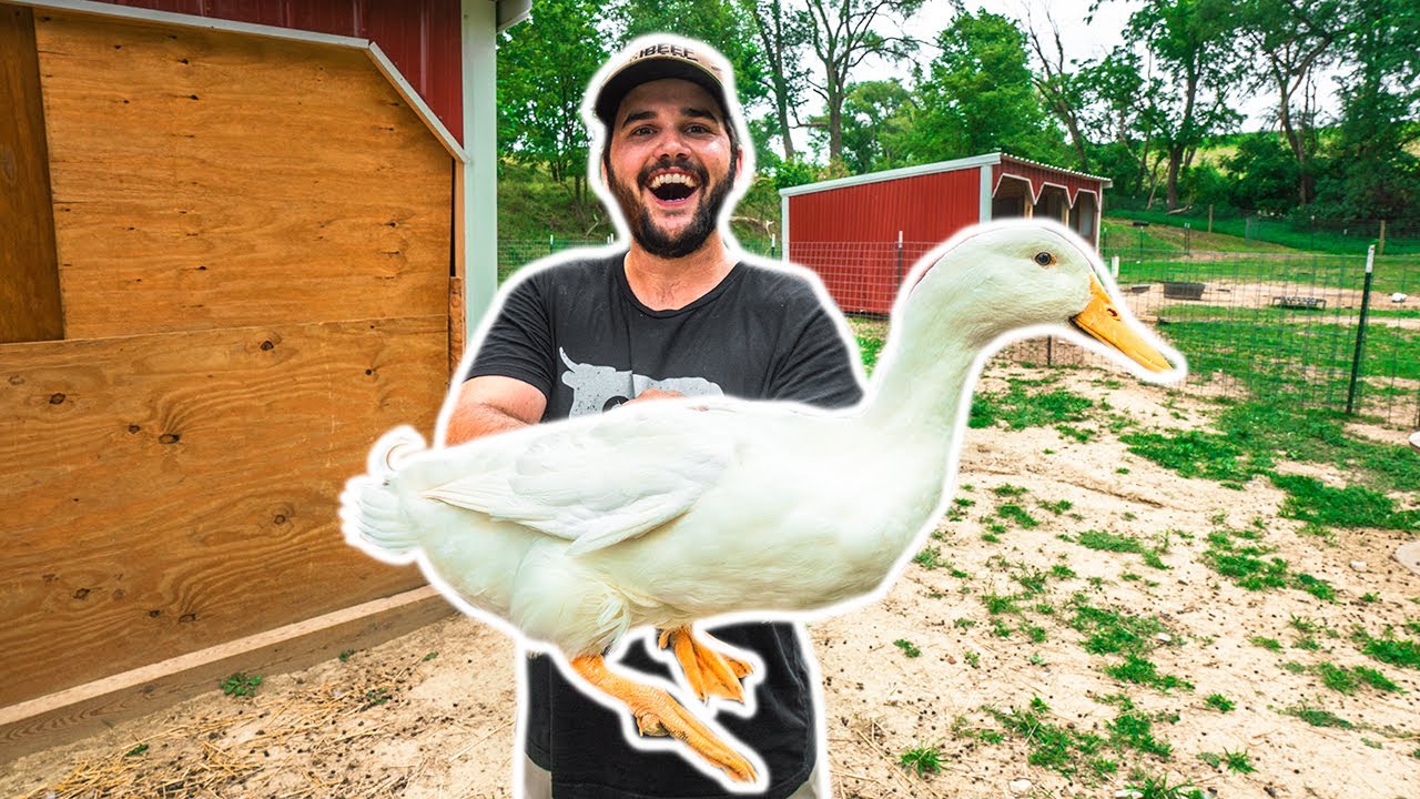 Backyard Farm PET DUCK Catch Clean Cook!