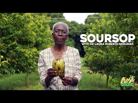 Soursop (Part 2) - How To Care For Your Tree | Fresh Munch