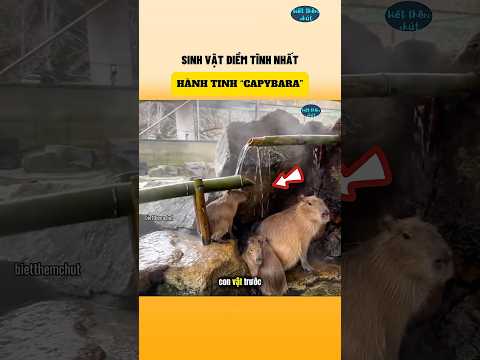 Sinh Vật Điềm Tĩnh Nhất Hành Tinh “Capybara” | Biết Thêm Chút #nhungsuthatthuvi #pets #dongvat