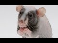 Raisin the Werewolf Rat: A Journey into Rat Training and Behavior