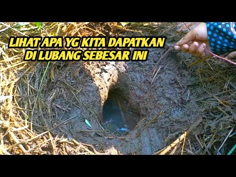 WADUH‼️ MENEMUKAN LUBANG BESAR TERNYATA HEWAN INI PENGHUNINYA