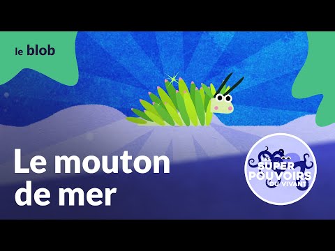 Le mouton de mer, énergie 100% légumes verts | Les super-pouvoirs du vivant