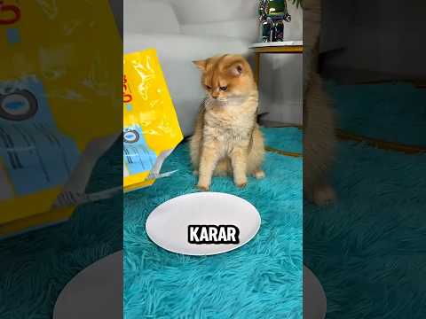 Zalimden Kurtulan Kedi 🐱💔 Şimdi Pembe Bir Evde Mutlu! 🏡