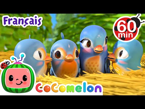 Petit Birdie |   @CoComelonFrancais  | Dessin Animé