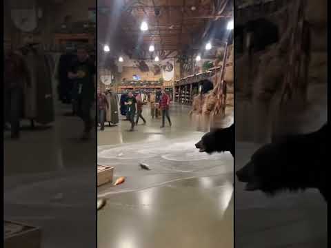 Panic at the Branson Bass Pro after several bears wandered inside — one even smashed the aquarium