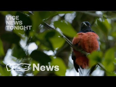 YouTube video thumbnail: Weed, Soy & Climate Change Are Destroying Paraguay’s Forest