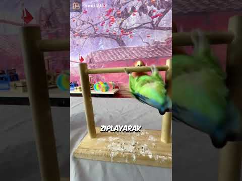 Papağanın Olağanüstü Yeteneği 👀👏 (mii4953-TT)