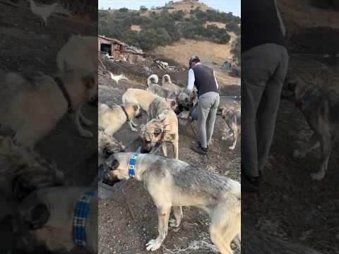 ÇAPAR KANGALLAR !! YEMEK VAKTİ #çapar #kangal #shorts #tiktok #erdemkurt9 #hepsigerçek