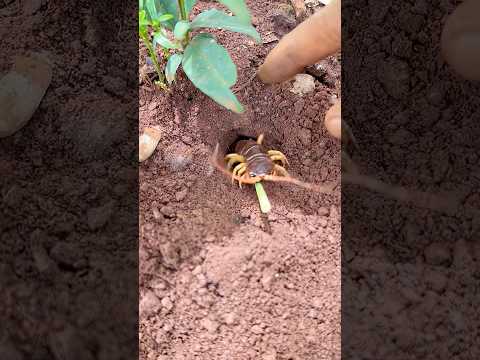 Wild man uses 10,000 bullet ants to catch centipede
