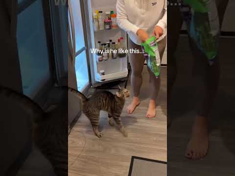Am I the only one?๐ญ he is crazy. #cat #kitty #kitten #funnycats @pet_lover_for_life_98