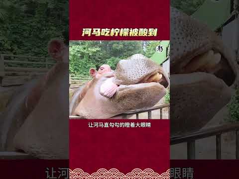 河马吃柠檬被酸到