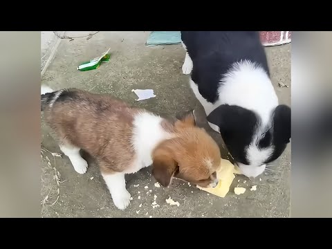 The stray puppies found shelter outside a house