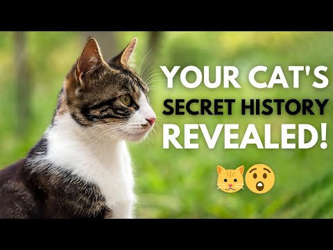 From Wild Hunters to Couch Royals The Untold Story of Cats!