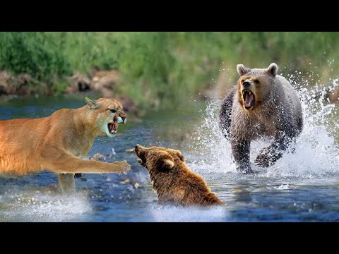 Horrible Clash! Painful Lion Is Violently Attacked By Angry Bear In The Underwater Encounter