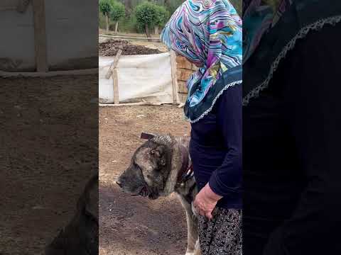 BÜYÜK KAVGA AMELİYAT YARASI ACILMIŞ (SADDAM ZİNCİRİ KIRMIŞ) #kangal #dog #keşfet
