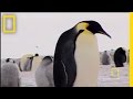 Emperor Penguins: Dedicated Parents