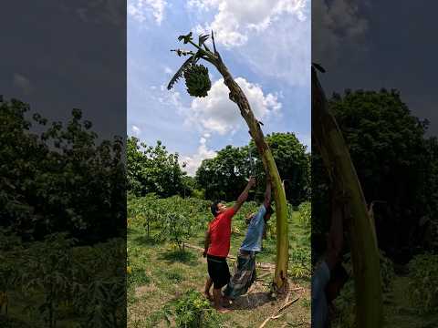 Funny banana 🍌😱 part 1452 #shorts #viral #banana #satisfying #shortsviral #farming #bananacutting