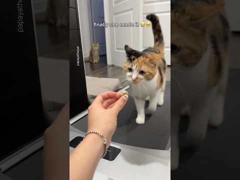Fitness girl fts. treadmill 😂💪 #cat