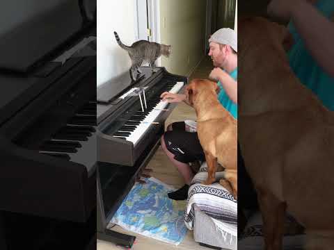 Cat and Dog Play Fur Elise